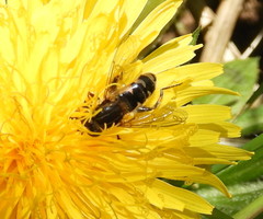 Anasimyia anausis
