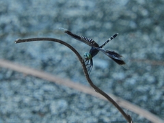 Erythrodiplax attenuata