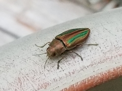 Buprestis striata
