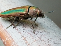 Buprestis striata