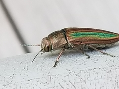 Buprestis striata