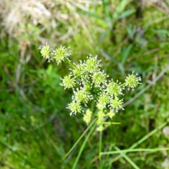 Juncus polycephalus
