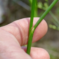 Juncus polycephalus