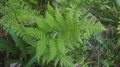Phegopteris