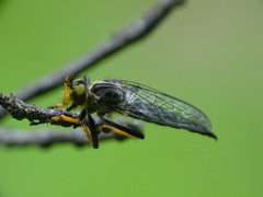 Neoitamus orphne