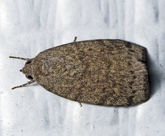 Austrocarea iocephala