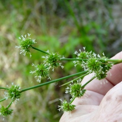 Juncus polycephalus