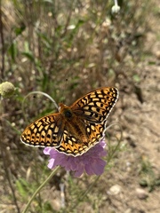 Speyeria callippe callippe