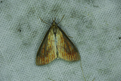 Nascia cilialis