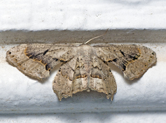 Phazaca leucocephala