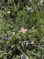 Chrysothamnus viscidiflorus viscidiflorus