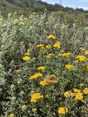 Speyeria callippe callippe