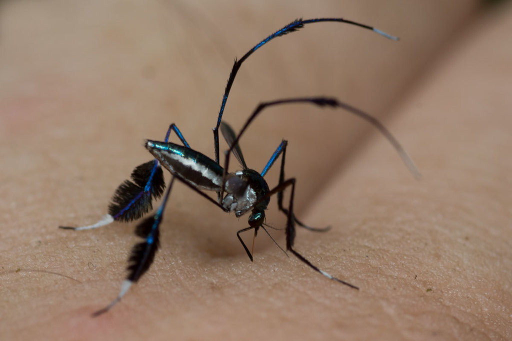 Sabethes tarsopus