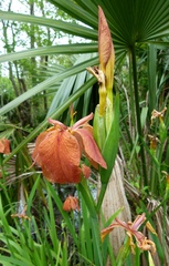 Iris fulva