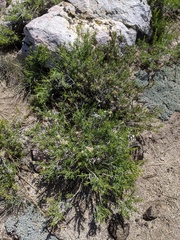 Chrysothamnus viscidiflorus viscidiflorus