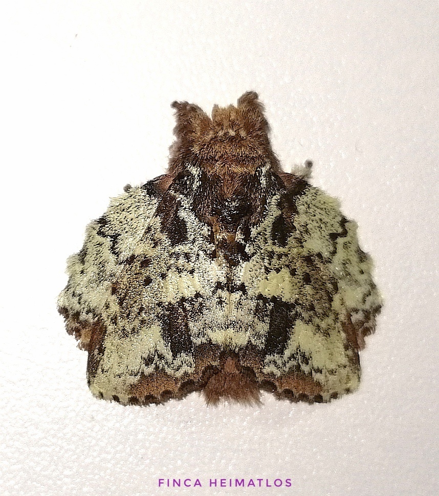 Euglyphis ampira