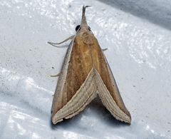 Hypena conscitalis