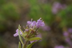 Thymus callieri