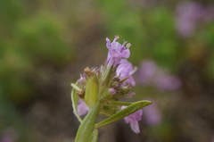 Thymus callieri