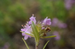 Thymus callieri