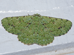 Aeolochroma viridicata