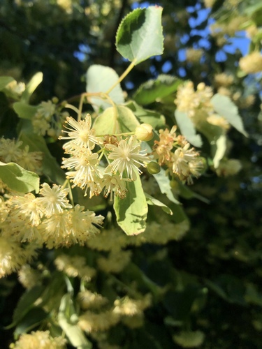 Mažalapė liepa nuotrauka