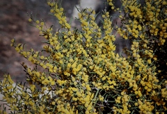 Acacia ligulata