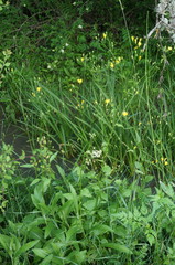 Lapsana communis intermedia