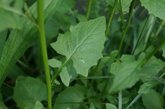 Lapsana communis intermedia