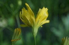 Lapsana communis intermedia