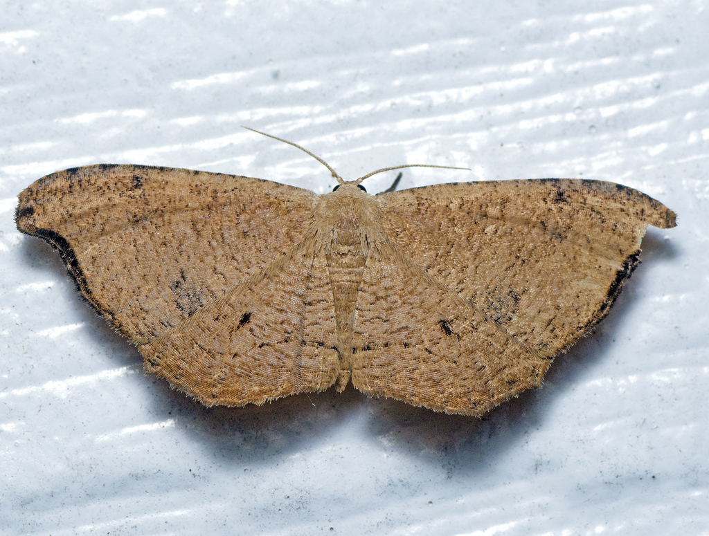 Epiplema argillodes