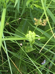 Platanthera leucophaea