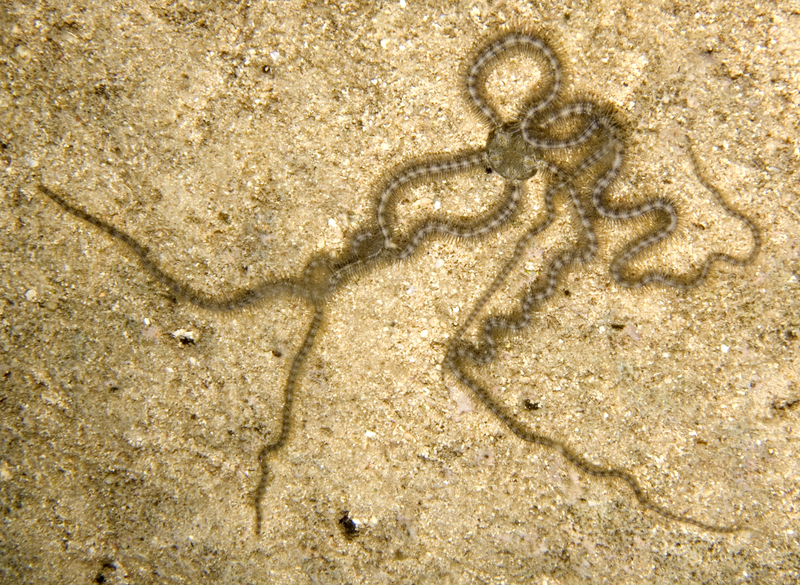 Macrophiothrix