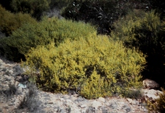 Acacia ligulata