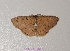 Cyclophora megista