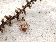 Tetragonoderus latipennis