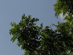 Zanthoxylum rhoifolium