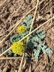 Cymopterus longipes
