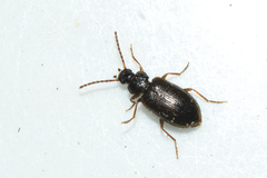 Anaedus