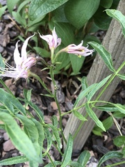Magnoliopsida