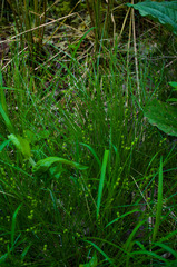 Carex atlantica