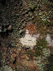 Zanthoxylum rhoifolium