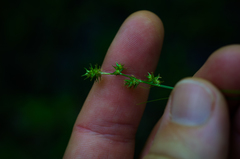 Carex atlantica