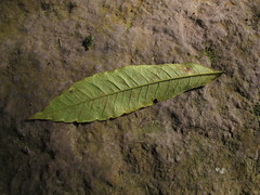 Zanthoxylum rhoifolium