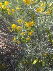 Senna phyllodinea