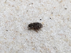 Leichenum