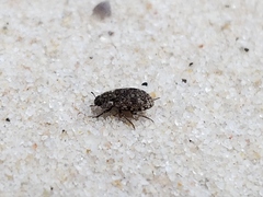 Leichenum