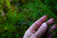 Carex interior