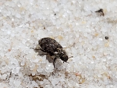 Leichenum