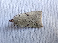 Meritastis polygraphana